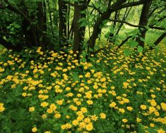 Tapeta Nature Flowers 165.jpg